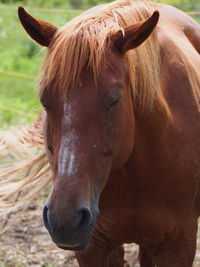 Close-up portrait of horse