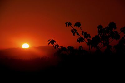 Silhouette trees on landscape against orange sky