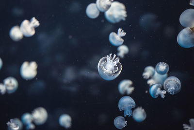 Close-up of jellyfish swimming in water