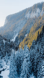Winter wonderland in the bucegi mountains, southern carpathians, romania