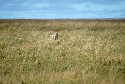 View of a cat on field