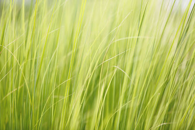 Full frame shot of crops growing on field