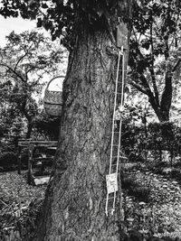 Low angle view of trees in forest