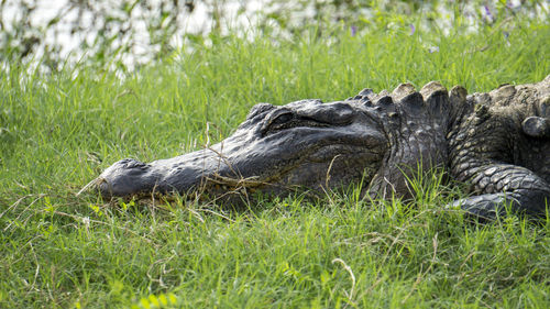 Close-up of crocodile on grass
