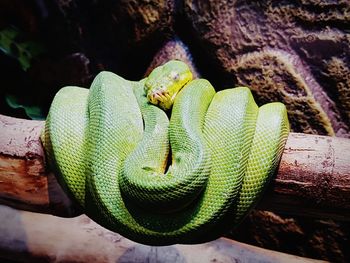 Close-up of green lizard