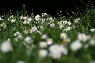 Close-up of white flowering plants on field