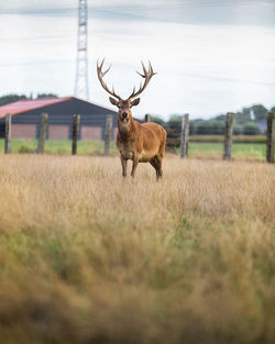 Deer standing in a field