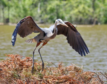 Great blue heron