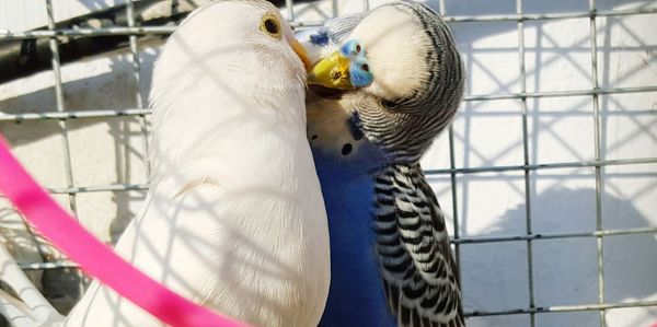 Budgerigar birds kissing in cage