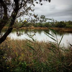 Scenic view of lake in forest against sky