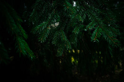 Low angle view of pine tree