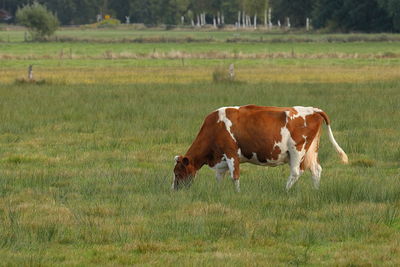 Cow grazing on field