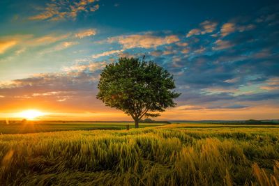 Tree on field against sky during sunset