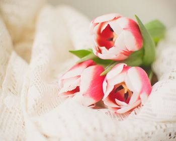 High angle view of red roses