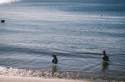 Woman in sea