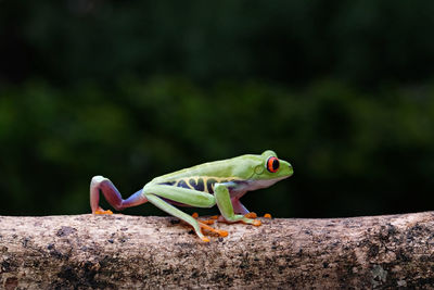 Close-up of a lizard on rock