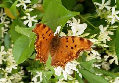 Close-up of butterfly pollinating flower