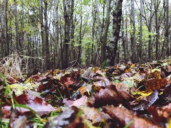 View of trees in the forest