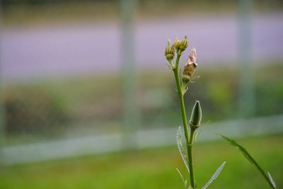 Close-up of flower