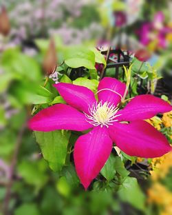 Close-up of purple flower blooming outdoors