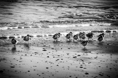 Flock of sheep on beach