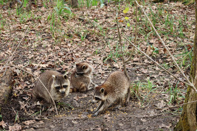 Racoons in bayous of louisiana