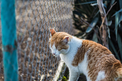 Cat looking away