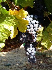 Close-up of grapes