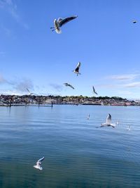 Birds flying over sea