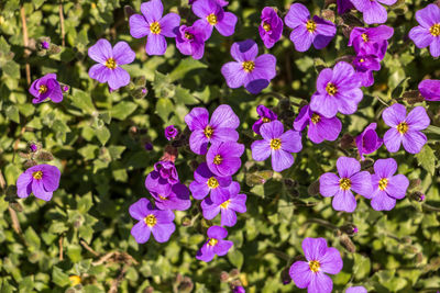 Close-up of purple flowers blooming outdoors