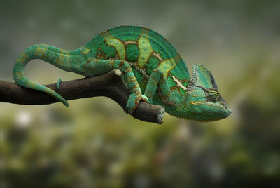 Close-up of lizard on branch