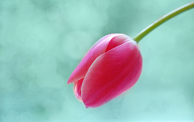 Close-up of pink rose flower