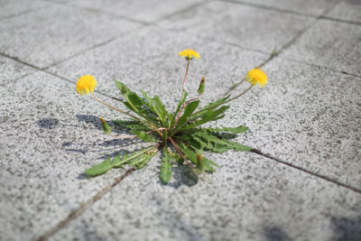 High angle view of yellow flowering plant