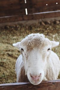 Close-up portrait of a sheep
