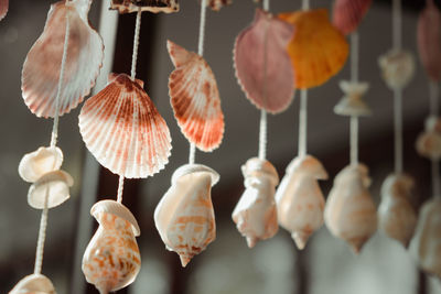 Close-up of shells for sale at market