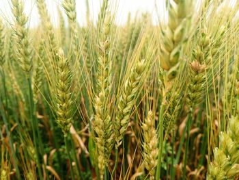 Close-up of wheat growing on field