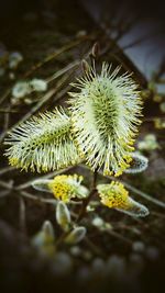 Close-up of plant