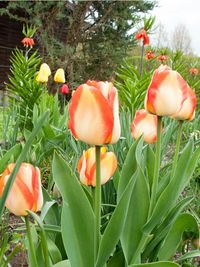 Close-up of red tulips blooming in field