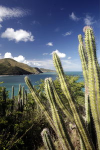 Cactus by sea against sky