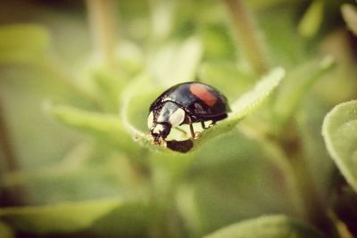 Close-up of insect on flower