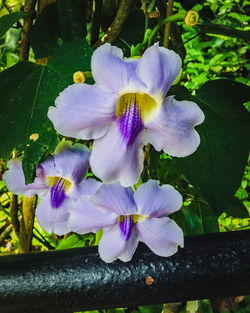 Close-up of purple iris flower