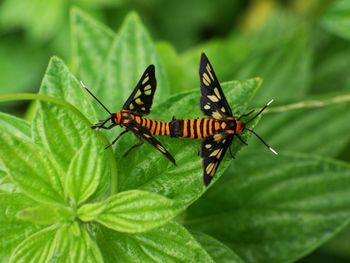 Close-up of insect on leaf