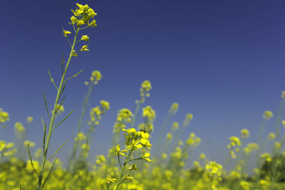 Close-up of yellow flowers blooming in field