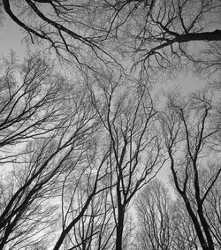 Low angle view of bare trees against sky