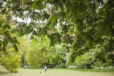 People in park