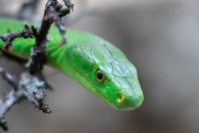 Close-up of green lizard