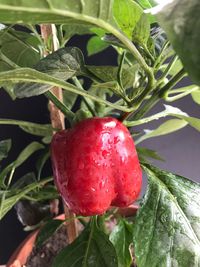 Close-up of strawberry on plant