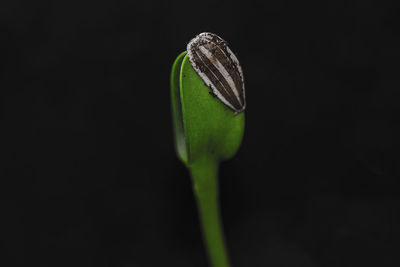 Close-up of flower bud against black background