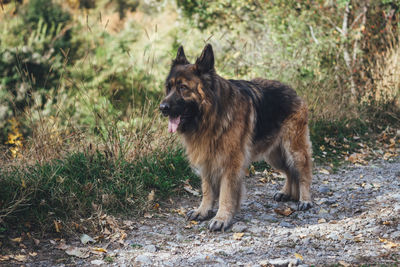 View of a dog looking away