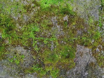 High angle view of wet tree on field